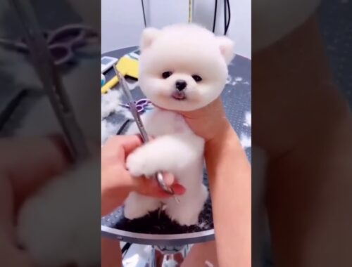 Mini Pomeranian - funny and cute Pomeranian  cute puppy #short