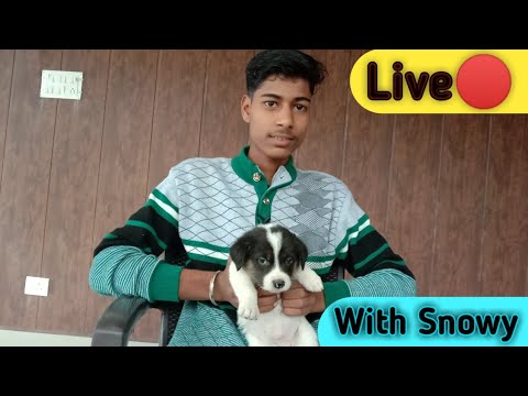 Dosto aa Jao Live With Snowy || My Cute Puppy||