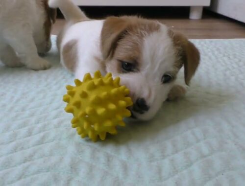Puppies 5 weeks. Jack Russell Terrier puppies taste cottage cheese / cute puppy / cute puppies