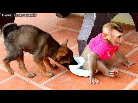 Cute puppy loves playing with monkey until diaper fall down-Puppy loves play but monkey crying loud
