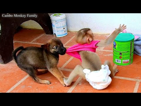 Cute puppy loves playing and make friend with monkey-Monkey crying angry friend playing with him