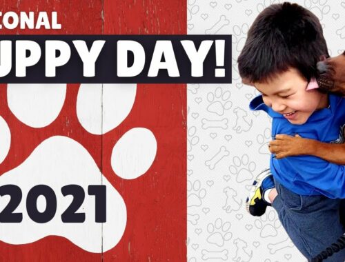 Happy National Puppy Day 2021! #shorts #puppy #nationalpuppyday #puppyvideos #staffy #cutepuppy