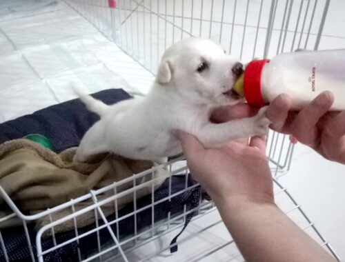 Why the cage??! please read the description before you dislike #hungry puppy #lovelypuppy #cutepuppy