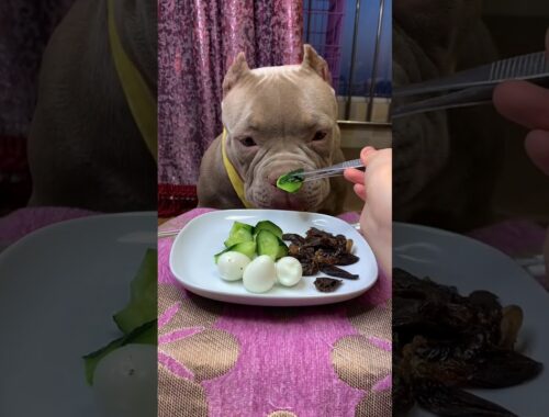 Cute Animals - Cute Puppy ASMR Eating Show #00108
