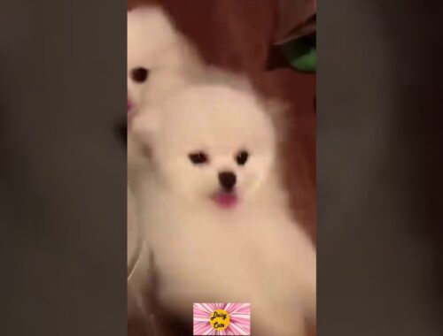 Cute Puppy TikTok | DaisyCute