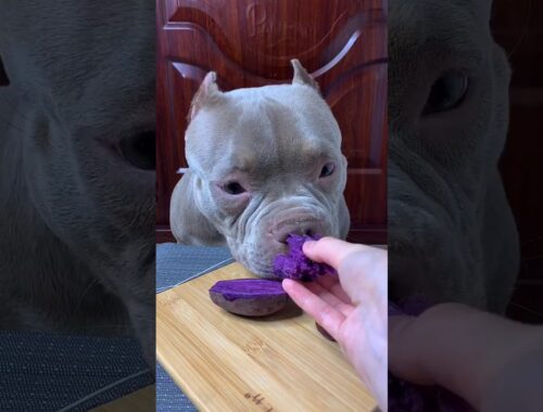 Cute Animals - Cute Puppy ASMR Eating Purple Potato Show #00133