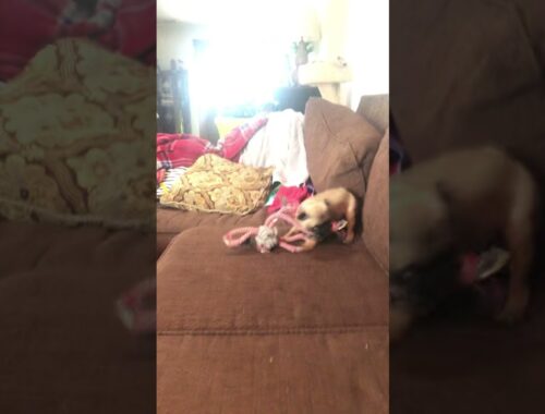 Cute puppy playing 2