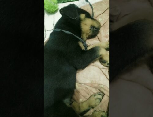 Rottweiler Puppy Sleeping | Cute Puppy #Shorts