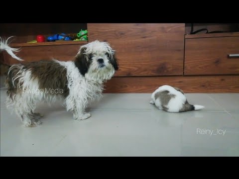 Icy wants to play with cute puppy