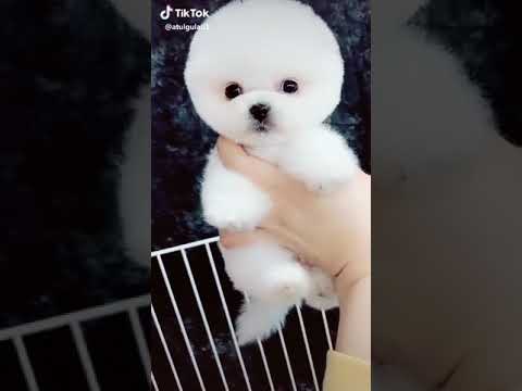 Cute little puppy video from Tik Tok I love this puppy