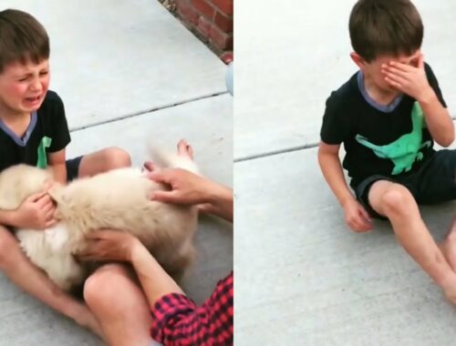 Little boy gets emotional after getting cute puppy and started crying | cute puppy makes boy happy