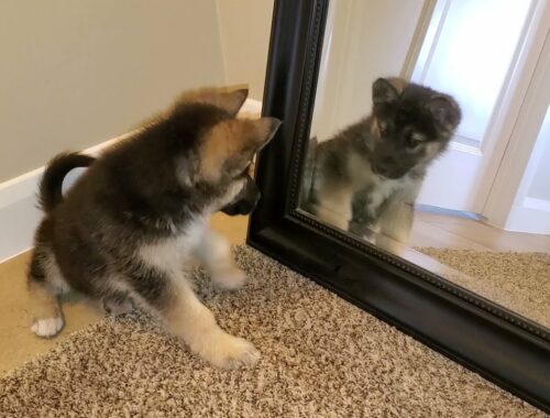 Super Cute Puppy's First Time Seeing Himself In A Mirror - Funny Licking & Staring At Reflection