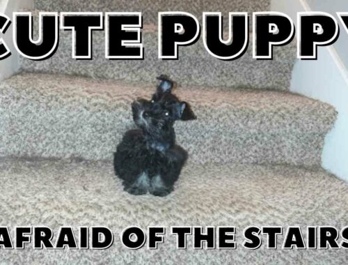 Cute Puppy Afraid Of The Stairs | Little Miniature Schnauzer Puppy