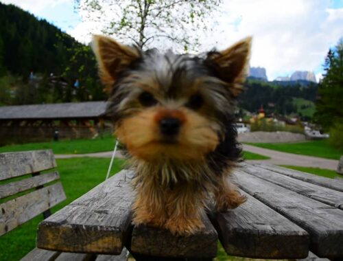 cute puppy yorkshire terrier  gucci barking