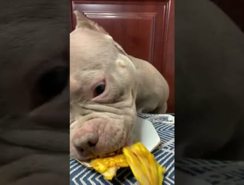Cute Animals - Cute Puppy Eating Fry- Egg  Show #00159