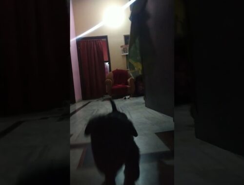 Cute puppy Mercy is under training || #cute_puppy #Rottweiler #shorts by sandeep singh