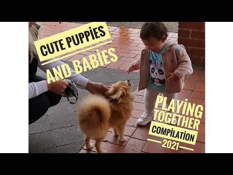 Cute puppy and baby playing together compilation 2021
