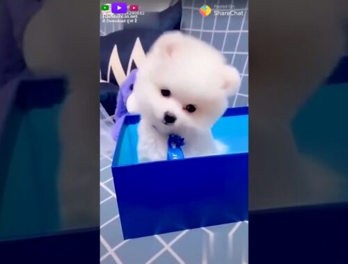 cute puppy and small puppy with special song