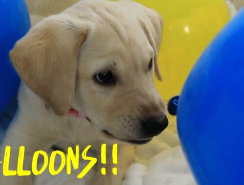 CUTE Puppy Plays with Balloons for the FIRST TIME