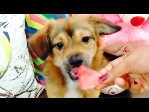 Cute Puppy Trying Watermelon For The First Time || Louis's Playful World