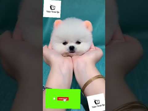 Cute Puppy Video#cutewhitepuppy #cutepuppy #whitepuppyvideo #cutepuppyvideos #cuteanimals #puppy