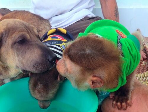Cute Puppy & Baby Monkey Take Care & Love Each Other funny