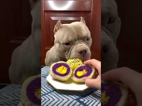 Cute Animals - Cute Puppy Eating Egg Cake  Show #00153