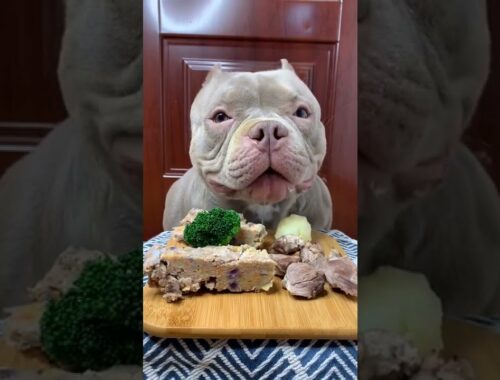 Cute Animals - Cute Puppy ASMR Eating Meat, Vegetable  So Yummy  Show #00172