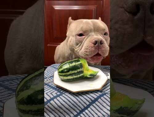 Cute Animals - Cute Puppy Eating Cucumber  Show #00154