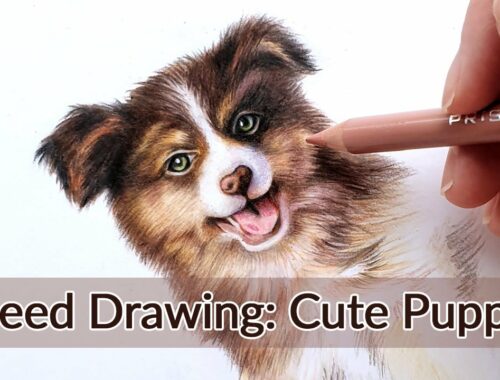 Speed Drawing Color Pencil: Drawing a Cute Puppy | Realistic Dog Speed Draw Timelapse #Shorts