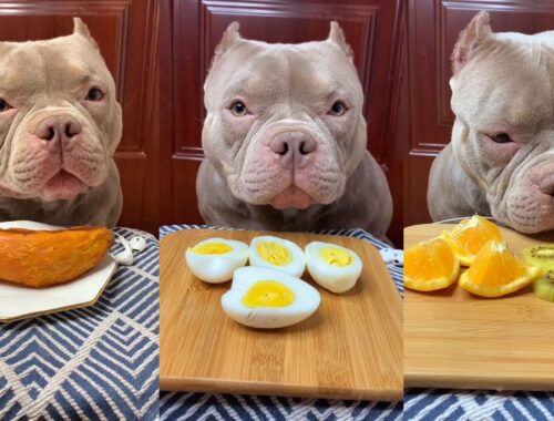 Cute Animals - Cute Puppy ASMR Eating Boil Egg, Orange, Meat, Potato  Show #00166