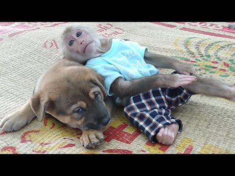 Cute puppy videos vs Monkey doing cute thing when playing together