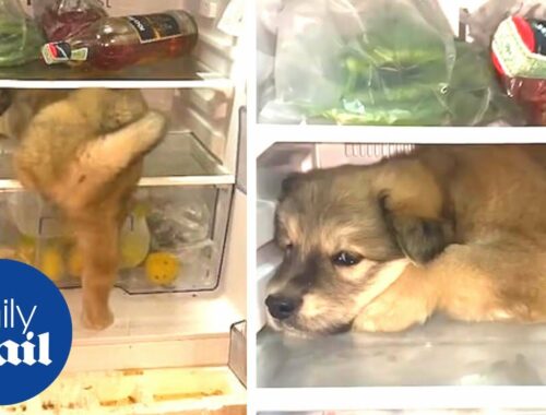 Cute puppy climbs into fridge to cool down in Thailand