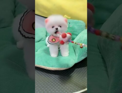Cute puppy with super pets
