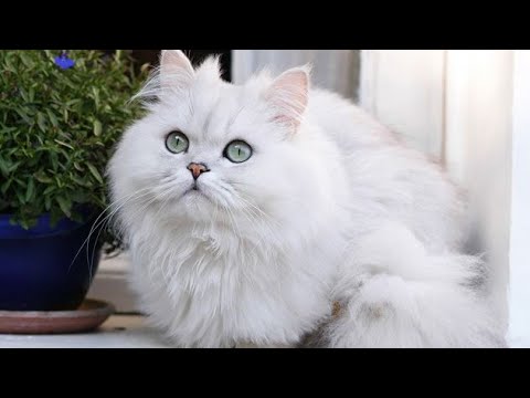 cute baby - cat guitar  Indian Fashion Show ! cute puppy funny video