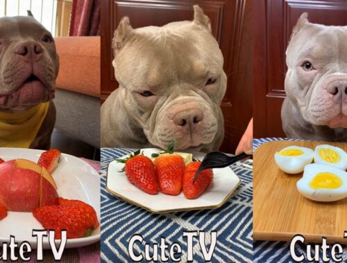 Cute Animals - Cute Puppy ASMR Eating Strawberry,Apple,Boil Egg,Meat Show [Full Videos] #00174