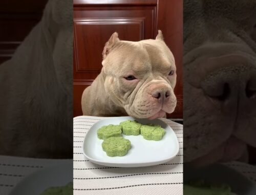 Cute Animals - Cute Puppy Eating Green Cake  Show #00162