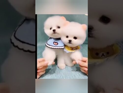 A Duo of Cute Little Puppy | Pair of Adorable Cute Puppy | Cute Puppy Video