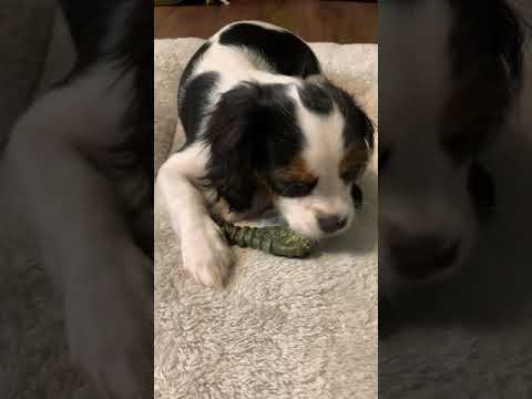 Cute Puppy Gets A Fresh Kiss and Rolls (Happy)