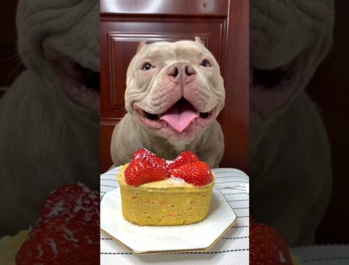 Cute Animals - Cute Puppy Asmr Eating Cake Strawberry  Show #00151