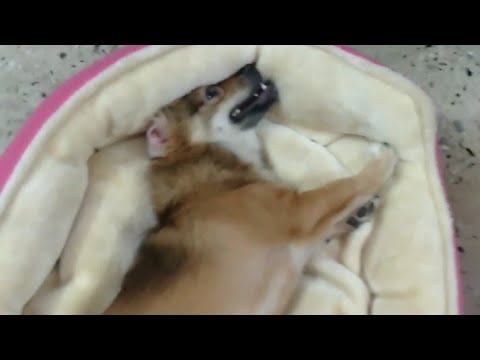 Cute Puppy's Madness On His Bed || Louis's Playful World