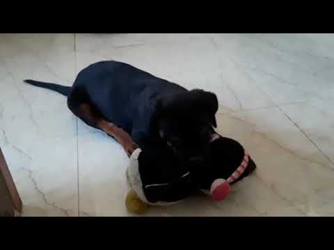 cherry playing with toys | very cute puppy