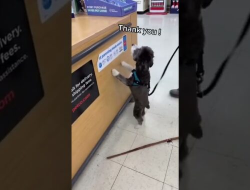 Cute puppy gets to pick out her own treat at the store.