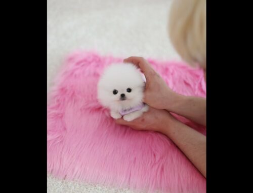 Cute puppy Pomeranian