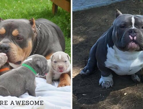 Awesome American Bully - Cute & Funny Exotic Bully Puppies Compilation | Dogs Awesome