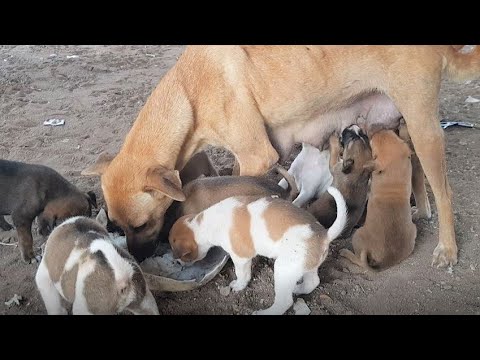 Gives delicious food to mother skinny dog and cute puppy
