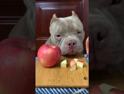 Cute Animals - Cute Puppy ASMR Eating Sweet Apple So Yummy #00175