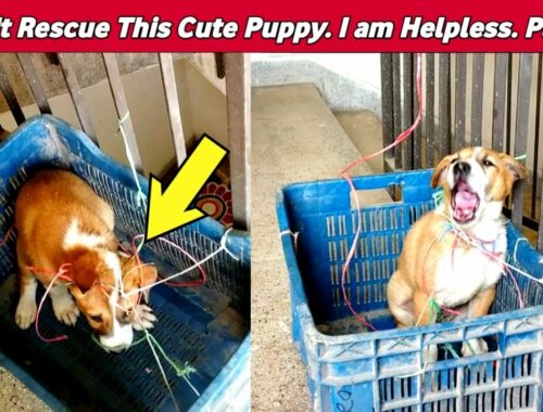 Can't Rescue The Cute Puppy |Puppy Crying | Puppies Howling | Puppy Barking |