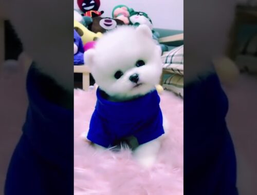 Cute Puppy TikTok Video
