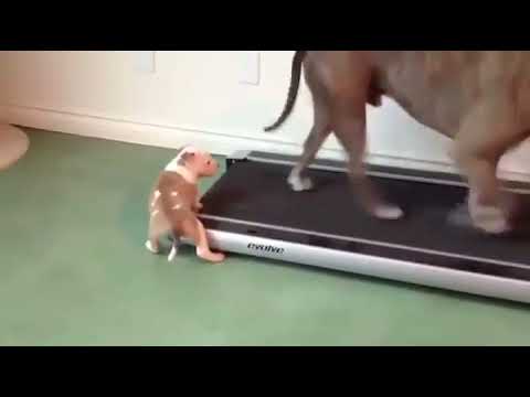 Cute puppy help papa on treadmill(?)~~
